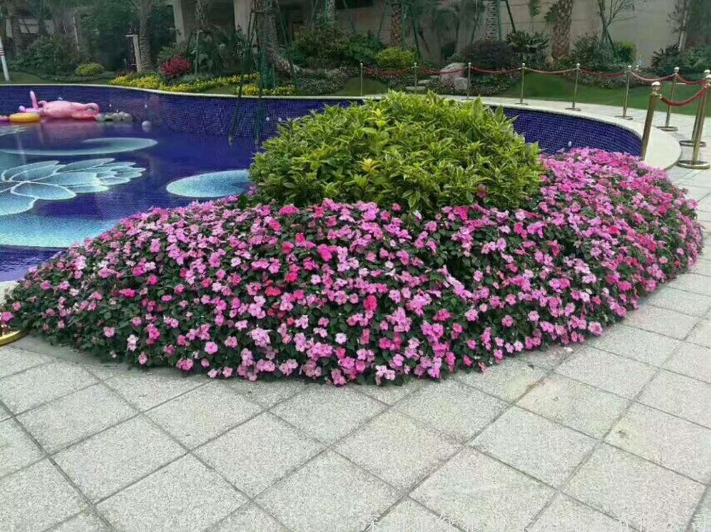 松岗体育馆花镜 绿雕